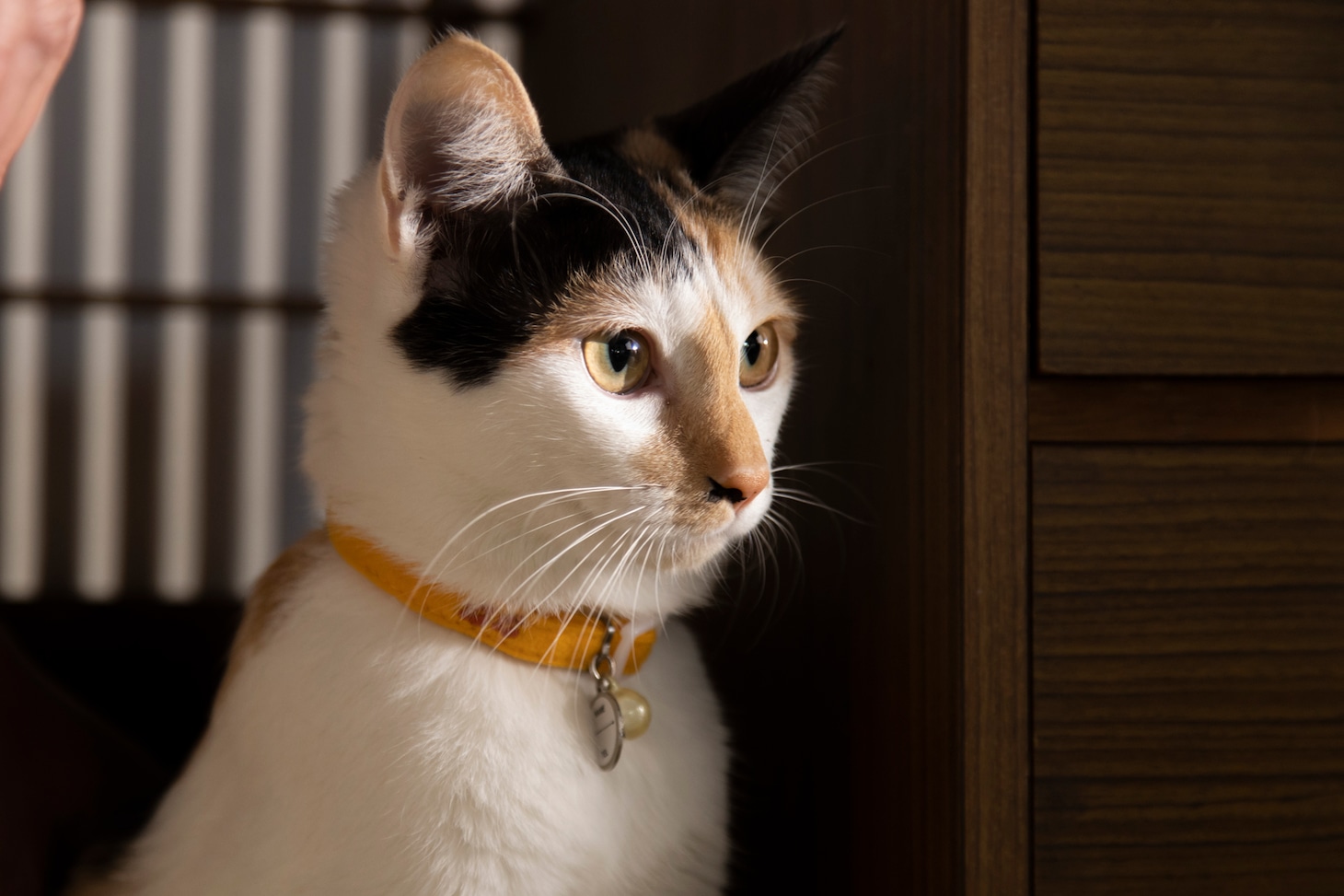 「ねこ物件」