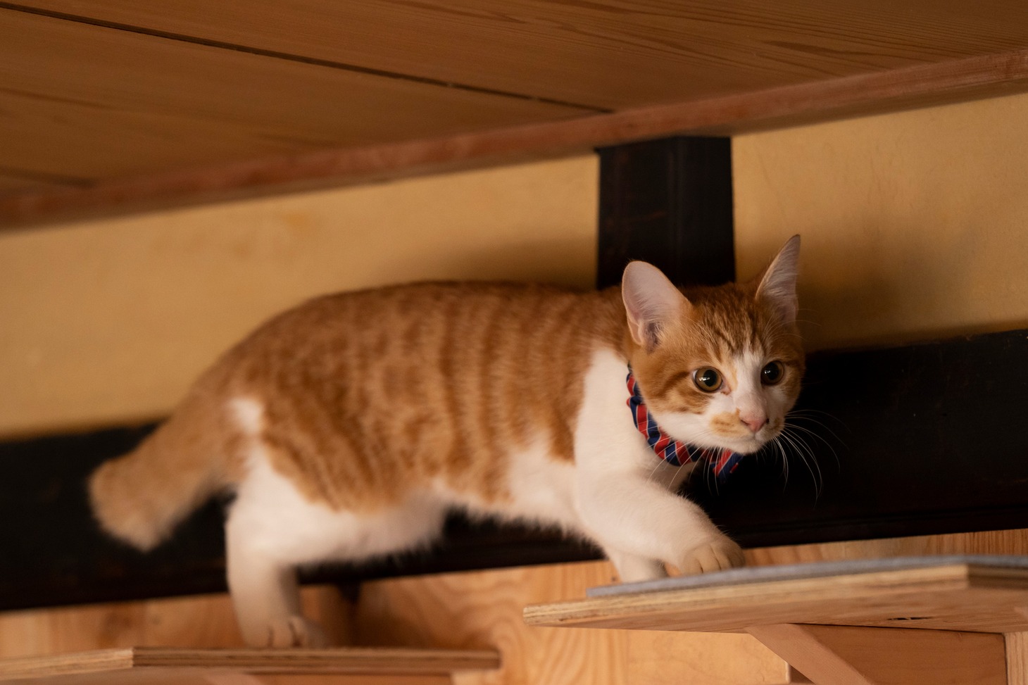 「ねこ物件」