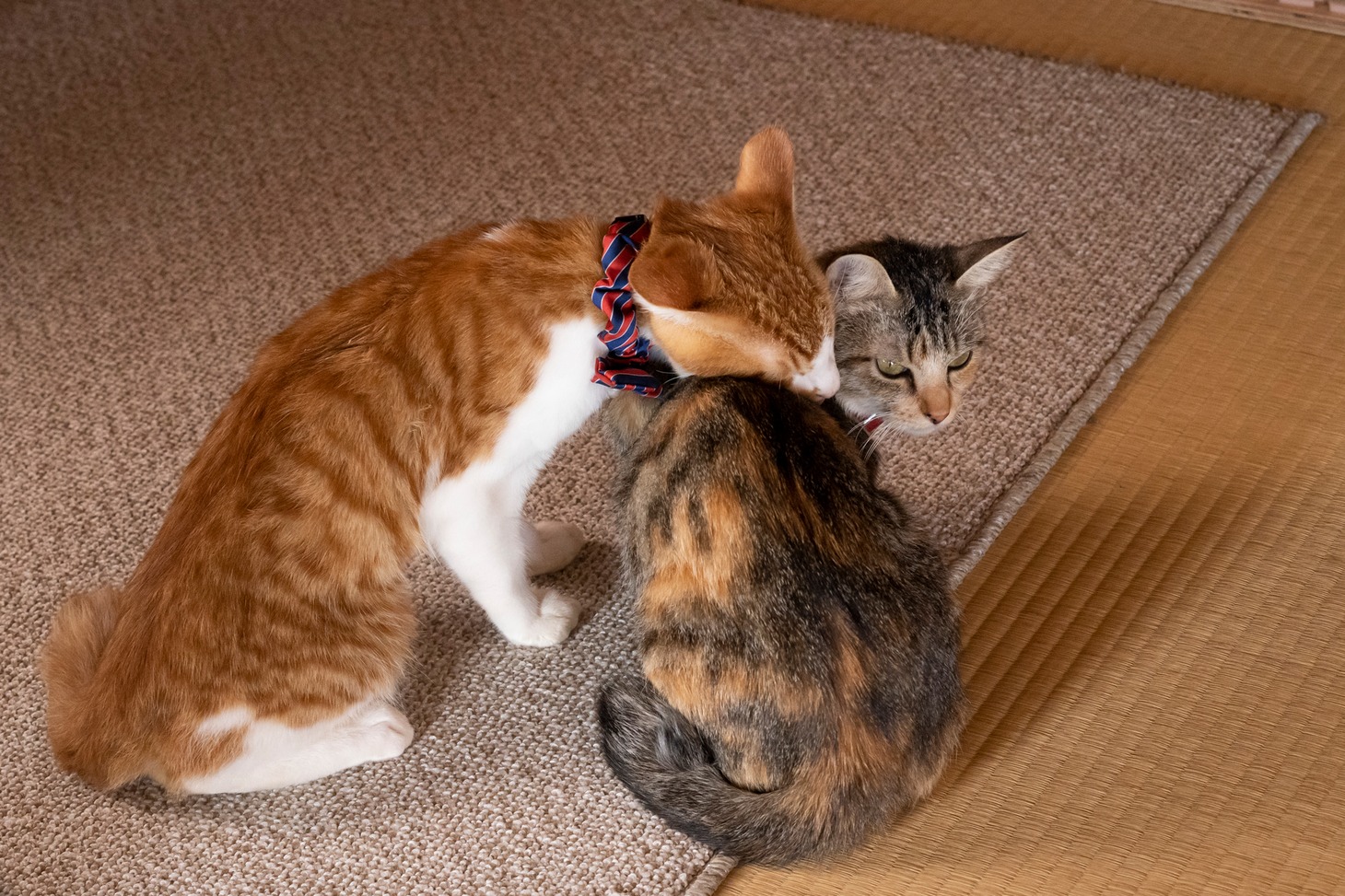 「ねこ物件」