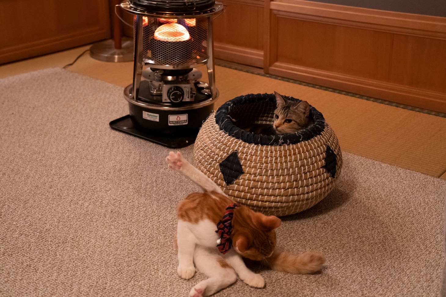 「ねこ物件」