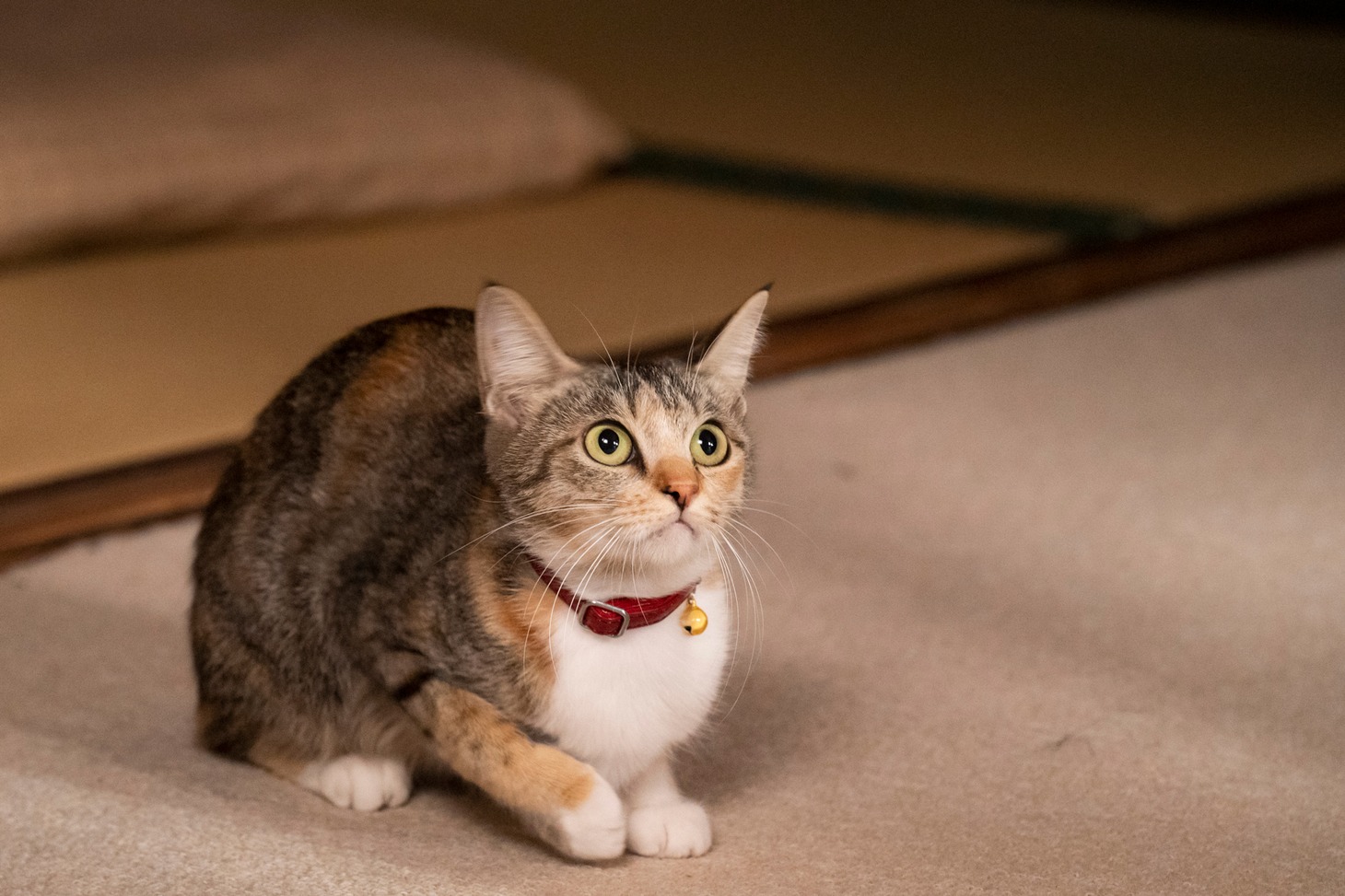 「ねこ物件」