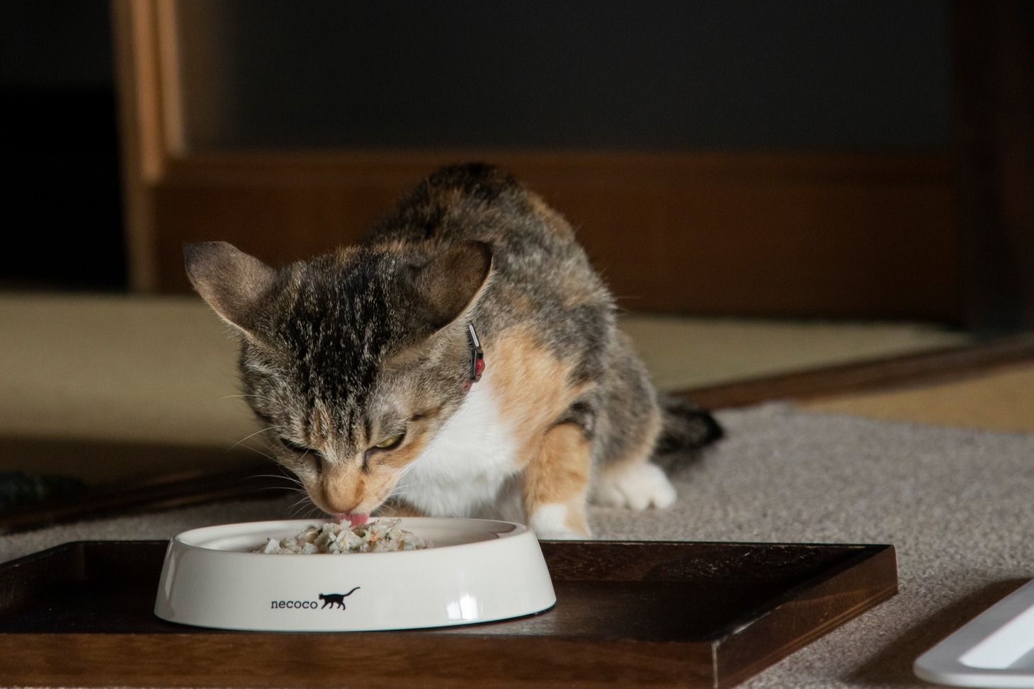 「ねこ物件」