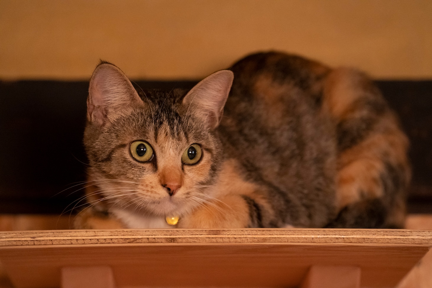 「ねこ物件」
