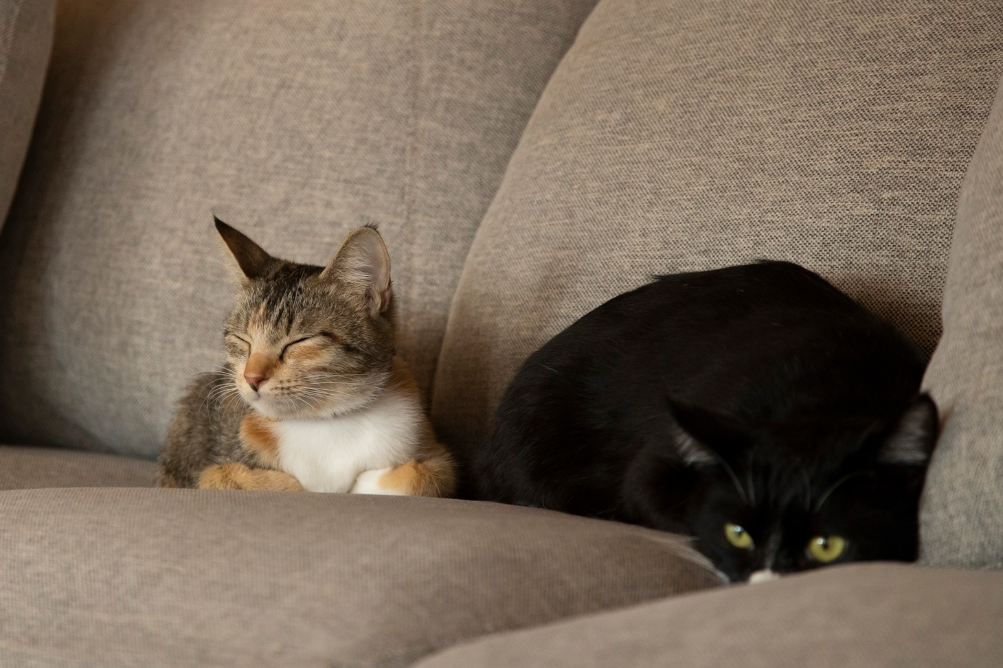 「ねこ物件」