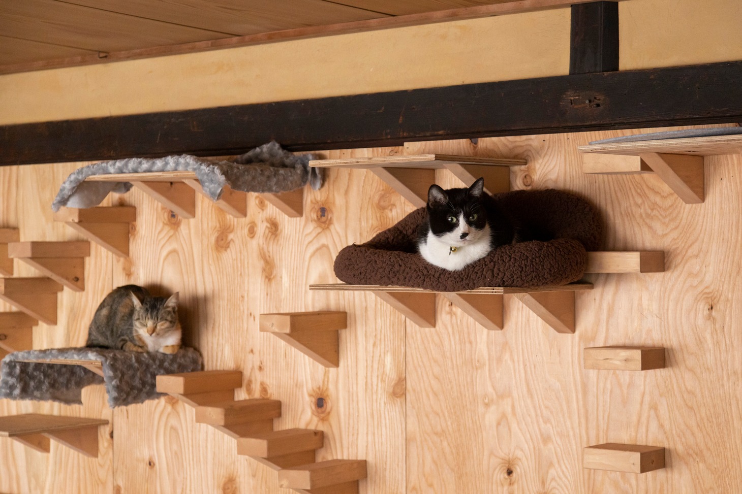 「ねこ物件」