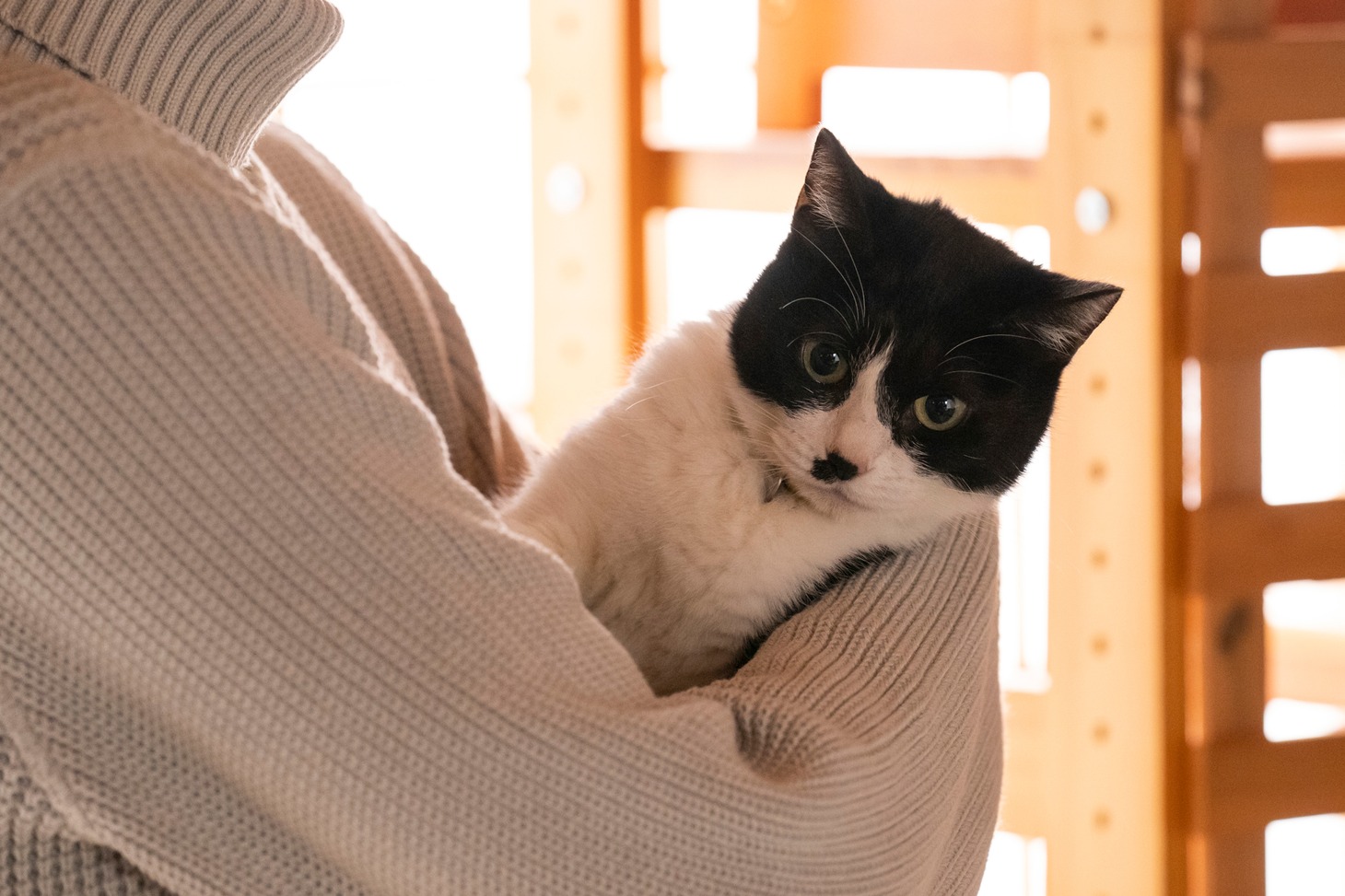 「ねこ物件」