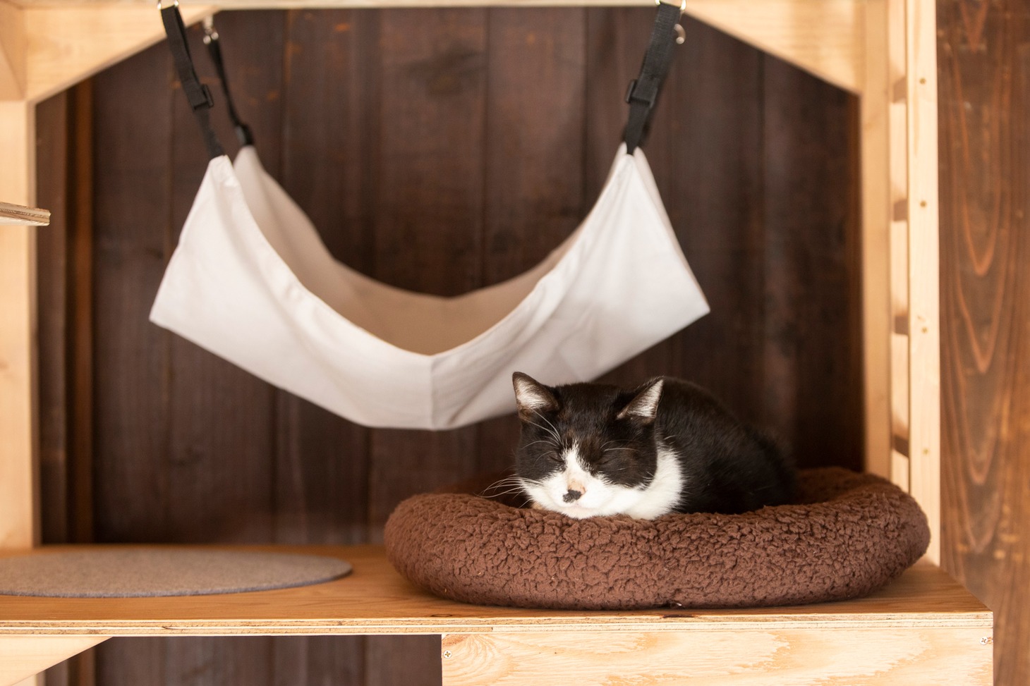 「ねこ物件」