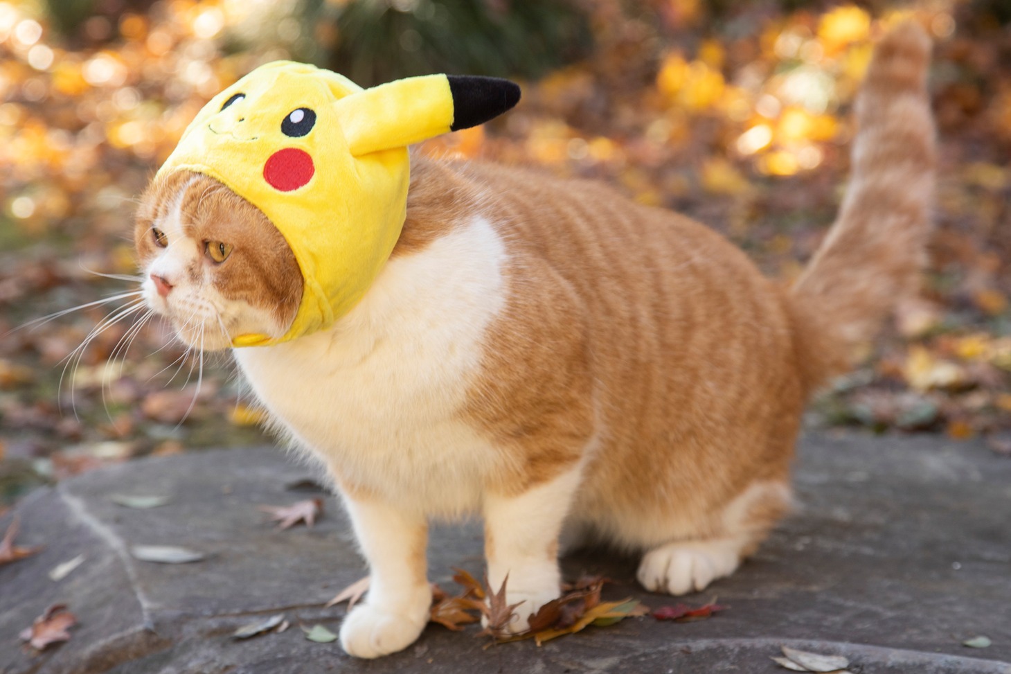 「ねこ物件」