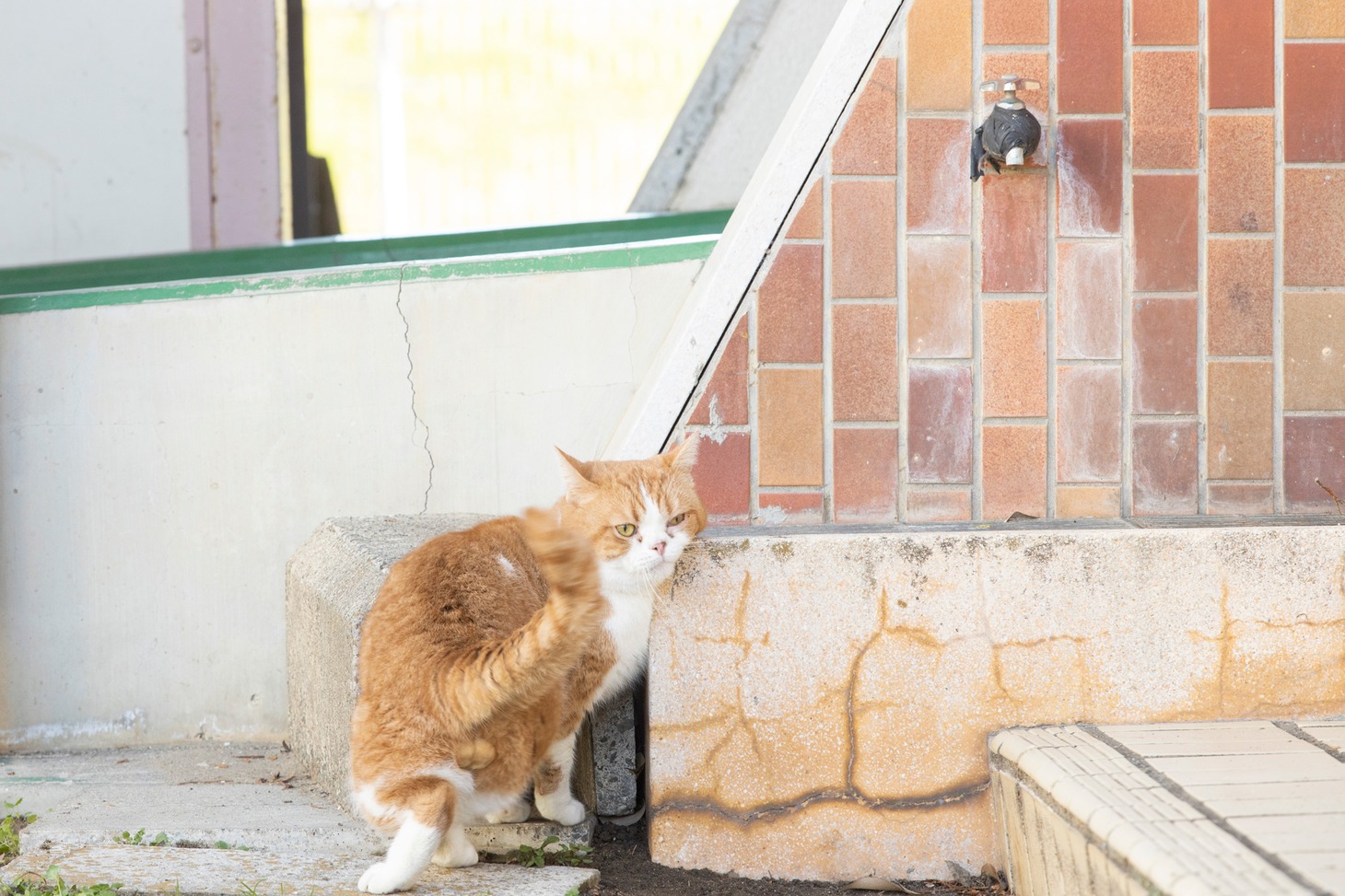 「ねこ物件」