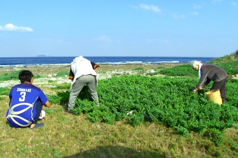 「僕とケアニンと島のおばあちゃんたちと。」
