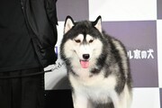 ヴィル役のシベリアンハスキー。
