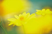 「百花」新場面写真