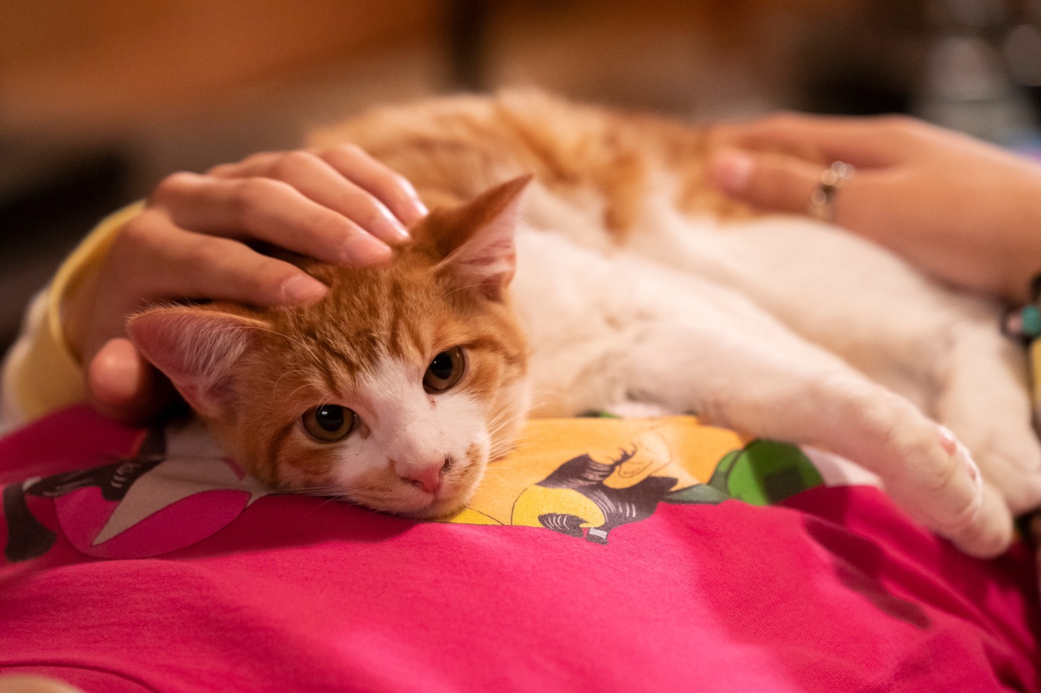 「劇場版 ねこ物件」オフショット