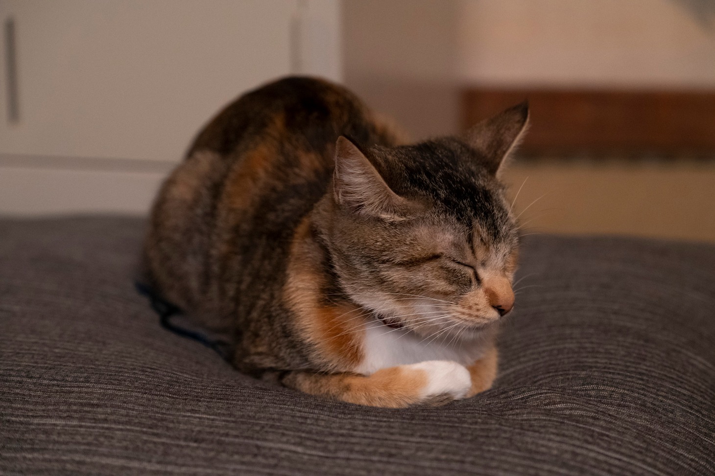 「劇場版 ねこ物件」オフショット