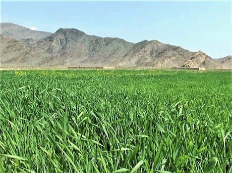 「劇場版 荒野に希望の灯をともす」