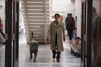 「マイ・ドッグ・ステューピッド」