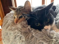 「劇場版 ねこ物件」オフショット