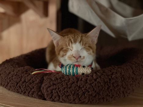 「劇場版 ねこ物件」オフショット