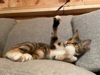 「劇場版 ねこ物件」オフショット