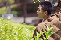 「よだかの片想い」