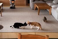 「劇場版 ねこ物件」新場面写真