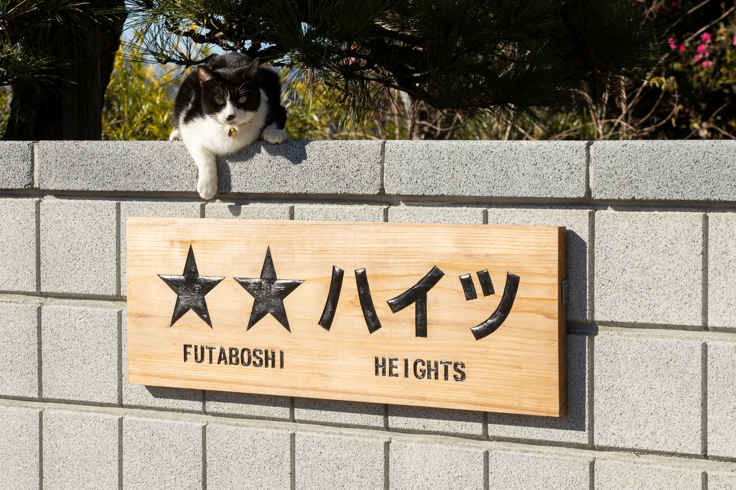 「劇場版 ねこ物件」新場面写真