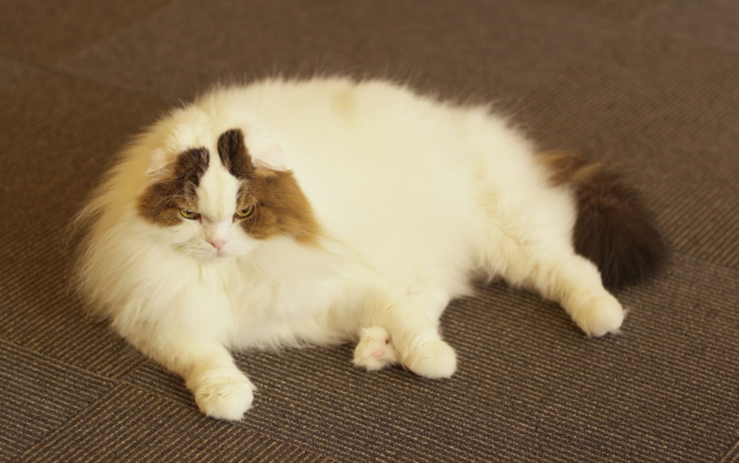 「劇場版 ねこ物件」新場面写真