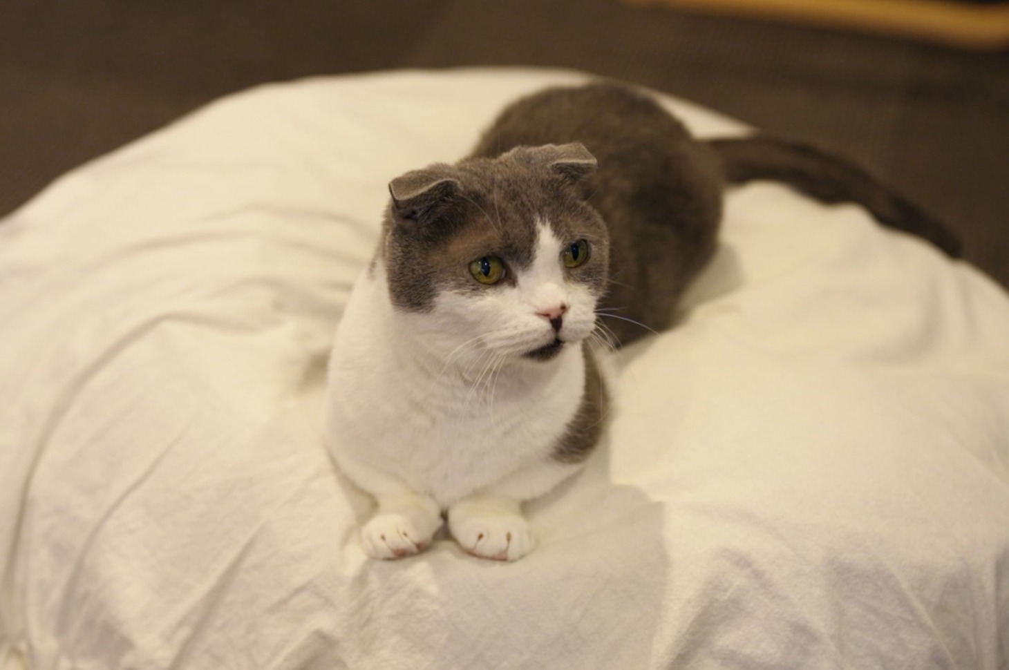 「劇場版 ねこ物件」新場面写真