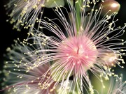 「丸木舟とUFO」