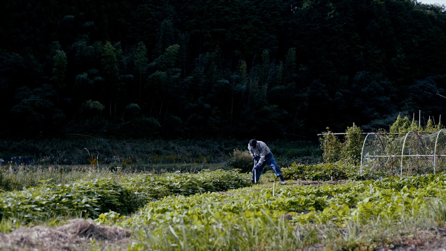 「はだかのゆめ」