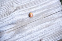 「サツキとメイの家」の縁側に落ちていたどんぐり。