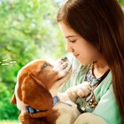 「僕のワンダフル・ジャーニー」金曜ロードショーで放送、“犬生”の終わりにある使命が