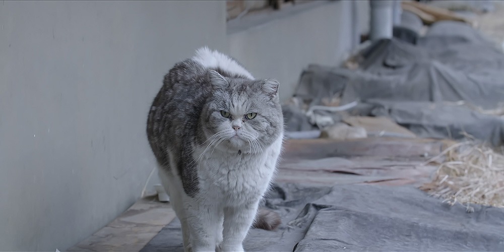 「猫たちのアパートメント」