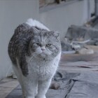 ずっと一緒だよ、地域猫250匹の幸せ移住計画が始動「猫たちのアパートメント」予告