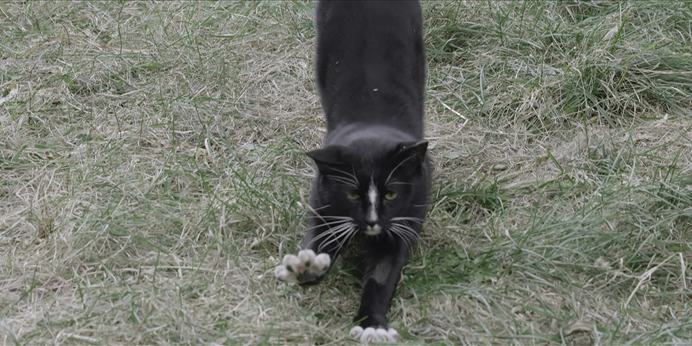「猫たちのアパートメント」