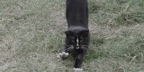 「猫たちのアパートメント」