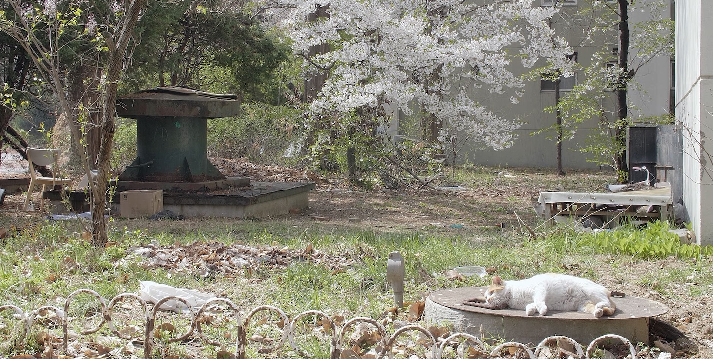 「猫たちのアパートメント」