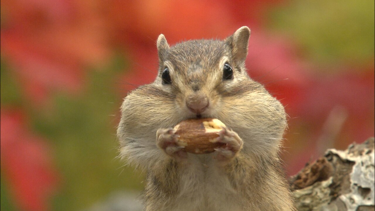 「劇場版ダーウィンが来た！」水瀬いのり、QuizKnockこうちゃん・須貝駿貴からコメント