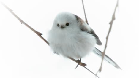 「日本列島生きもの超伝説 劇場版ダーウィンが来た！」より、シマエナガ。