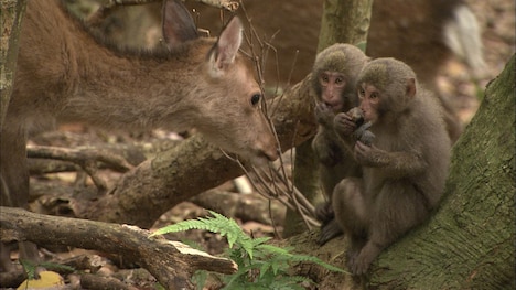 「日本列島生きもの超伝説 劇場版ダーウィンが来た！」より、シカとサル。