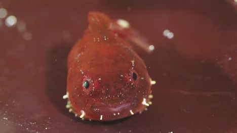 「日本列島生きもの超伝説 劇場版ダーウィンが来た！」より、ダンゴウオ。