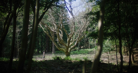 「BIG OLD TREE HYMN」