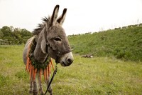 「EO（原題）」 (c) 2022 Skopia Film, Alien Films, Warmia-Masuria Film Fund/Centre for Education and Cultural Initiatives in Olsztyn, Podkarpackie Regional Film Fund, Strefa Kultury Wrocław, Polwell, Moderator Inwestycje, Veilo ALL RIGHTS RESERVED