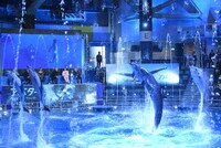 「アバター：ウェイ・オブ・ウォーター」イルカショーの様子。