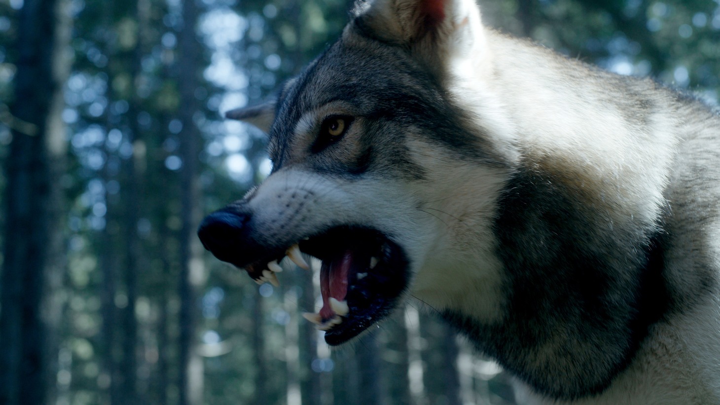 「サバイブ 極限死闘」場面写真