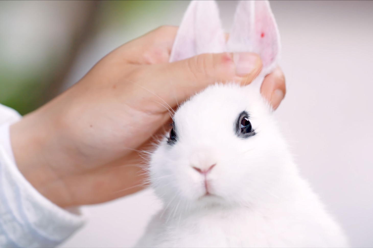 「白兎姫―王子と私の夢語り―」場面写真 (c)2021 BEIJING IQIYI SCIENCE & TECHNOLOGY CO., LTD.