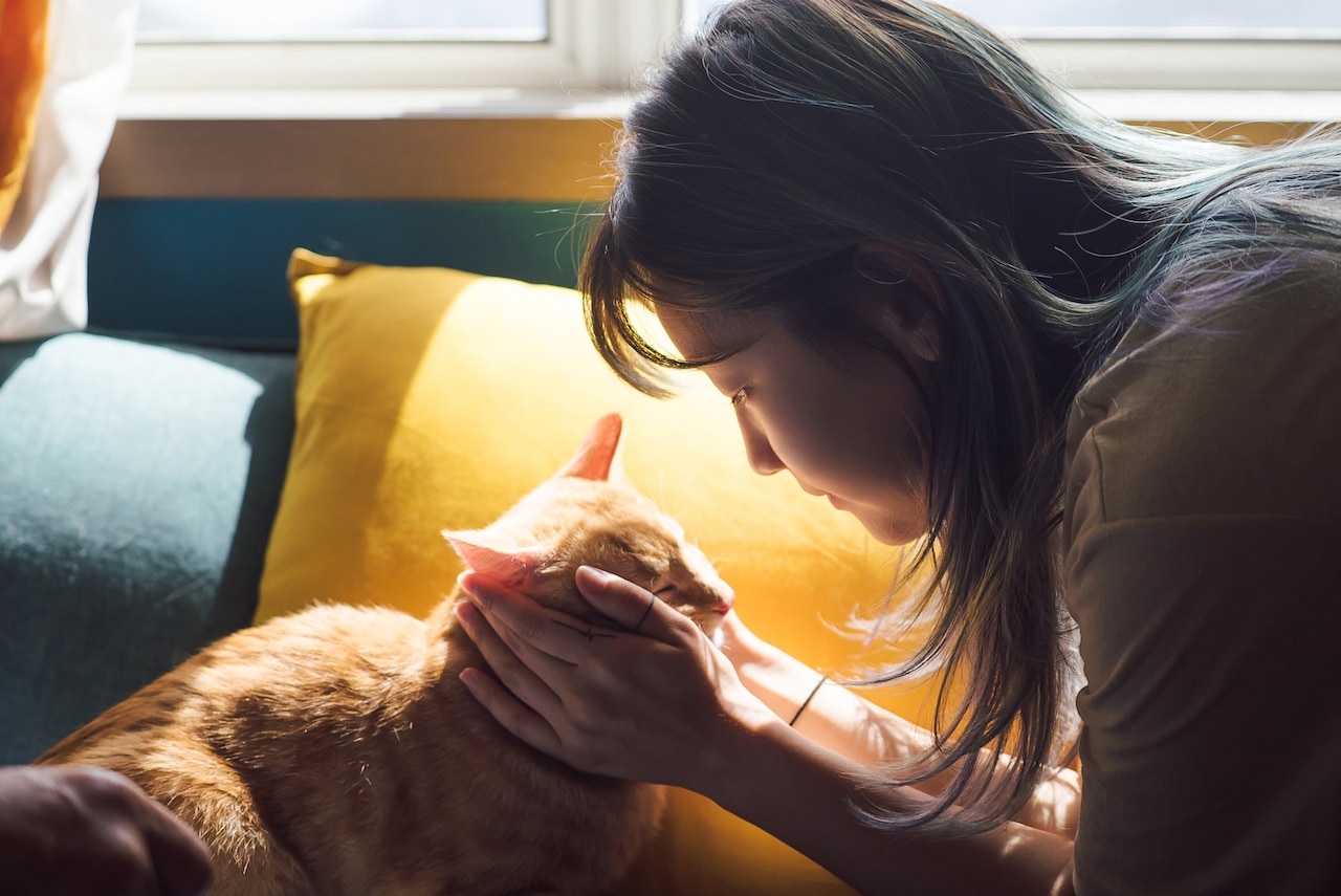 パク・ソダムが猫に「おはよう」、主演作「パーフェクト・ドライバー」の新映像公開