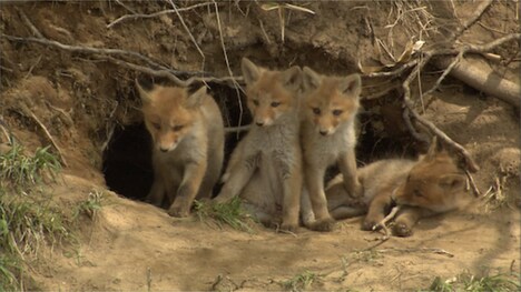 「日本列島生きもの超伝説 劇場版ダーウィンが来た！」場面写真