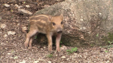 「日本列島生きもの超伝説 劇場版ダーウィンが来た！」場面写真