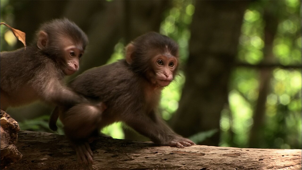 水瀬いのりが動物の赤ちゃんに声を吹き込む「劇場版ダーウィンが来た！」本編映像公開